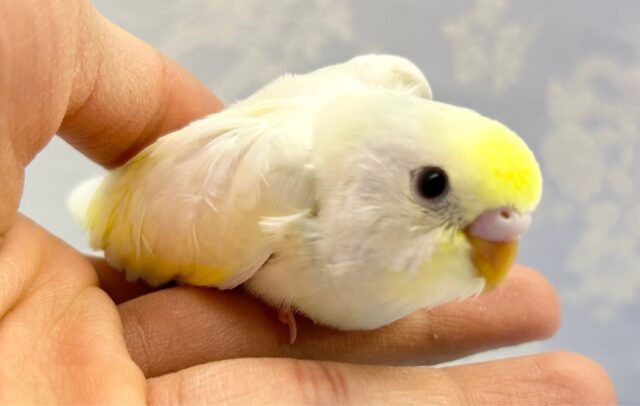 珍しい❗️ダブルファクターセキセイインコ(クリーム) 2023年3月生まれ