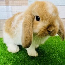 おだやかぁ〜なホーランドロップイヤー入舎しました！（オレンジブロークン）