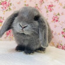 穏やかマイペースガール❤︎ロップイヤーラビットさん入舎です❤︎