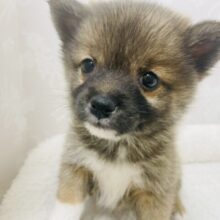 嬉しくて後ろ足が伸びちゃうよ♪ミックス犬ちゃん(ポメラニアン×豆柴)