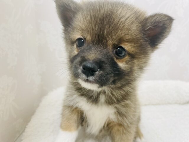 嬉しくて後ろ足が伸びちゃうよ♪ミックス犬ちゃん(ポメラニアン×豆柴)