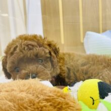 おっとりな甘々ちゃん♡トイプードルちゃん！