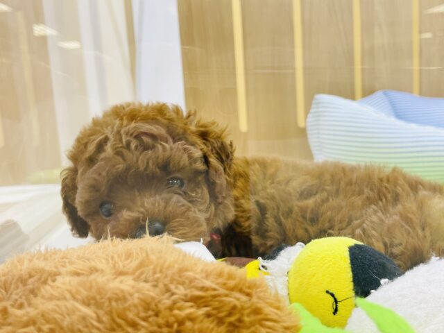 おっとりな甘々ちゃん♡トイプードルちゃん！