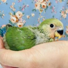 これからどんどん赤くなるよ❤︎コザクラインコ(ノーマル)❤︎