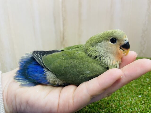 守ってあげたくなる可愛さ💓ふんわり優しい印象のコザクラさん！　コザクラインコ　ノーマル