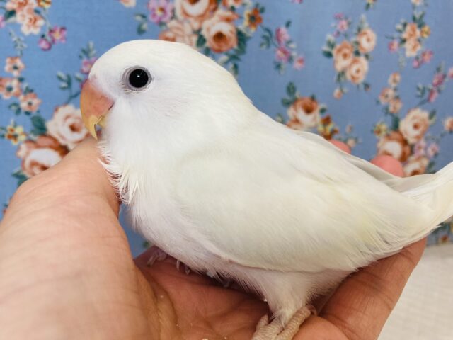 天使が舞い降りた..🤍手乗りコザクラインコのヒナちゃんです🤍