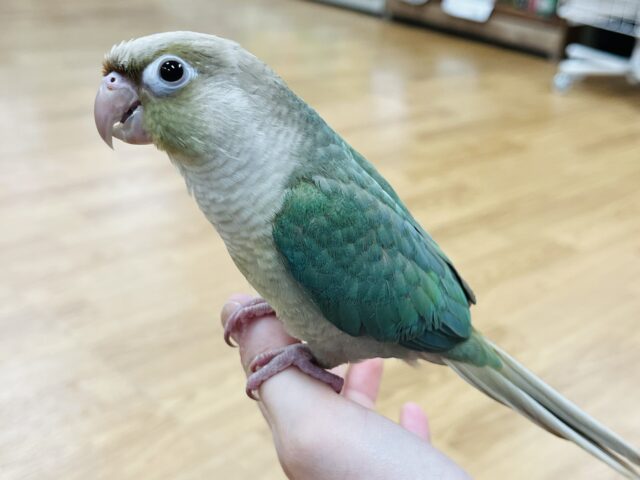 甘ったれインコちゃん♡人が大好き♡ウロコインコ(ブルーシナモン)