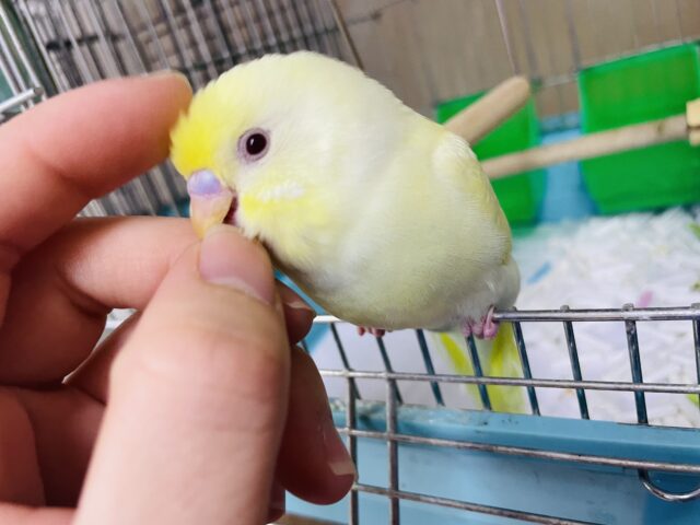 1人餌です！最新画像になりますよ！！お久しぶりのクリーミーさん💓　セキセイインコ　クリームルチノー
