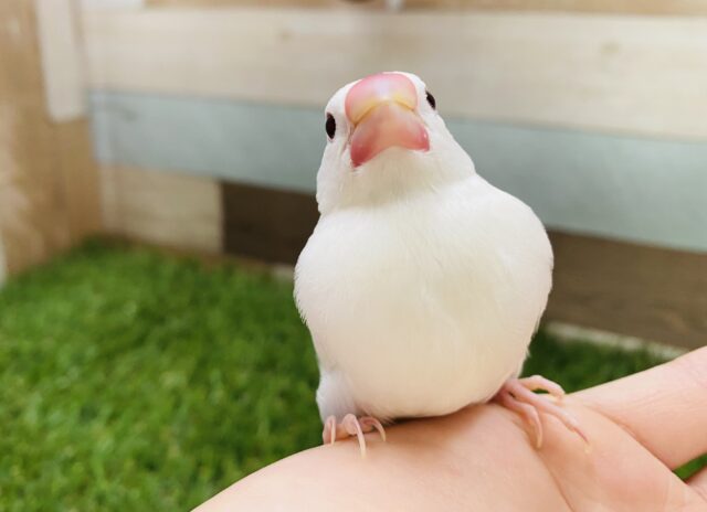 最新画像有り☆人気のある鳥さんです♪白文鳥ヒナやってきました！
