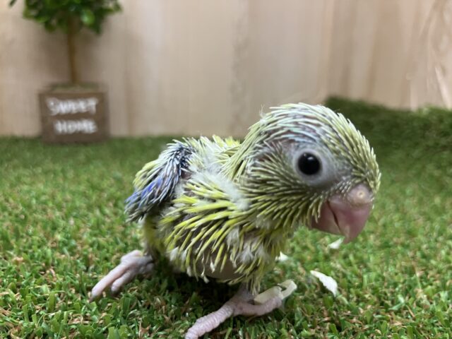 イエローとブルーの派手カラー！マメルリハ・アメリカンイエロー男の子来ましたよ～