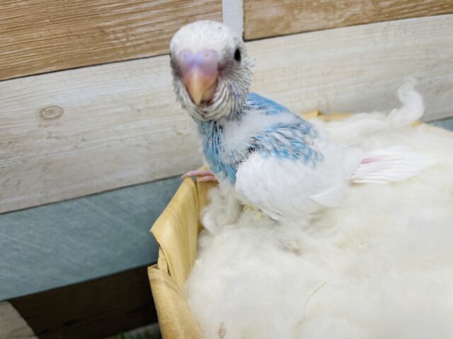 白い羽に明るいブルーがお似合いなヒナさん！セキセイインコのパイド！
