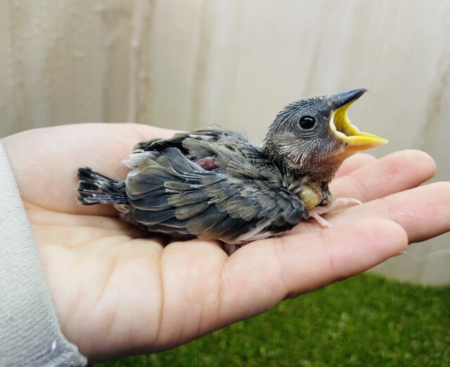 最新画像になりますよ‼️元気にアピール🫶ちびっこ文鳥さん！　桜文鳥