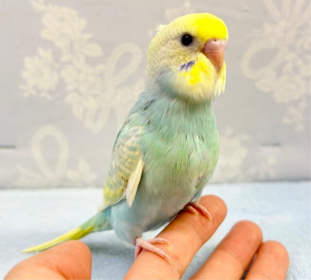 レアカラー✨️パステルレインボーセキセイインコ 2023年2月生まれ