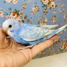 爽やか〜なお空色💙手乗りセキセイインコさんです💙⛅️