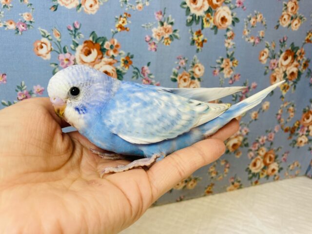 爽やか〜なお空色💙手乗りセキセイインコさんです💙⛅️