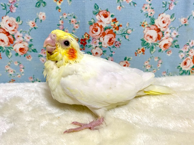 オカメインコ ルチノー (●･θ･) 3/19