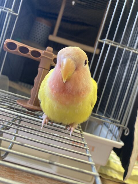 人が大好き🧡手が大好き🧡甘えんぼ🧡コザクラインコ(ルチノー)🧡
