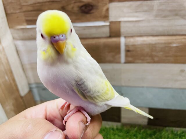 最新画像あります☆ヒナ餌卒業‼️とっても綺麗なレアカラー！セキセイインコのファロー！