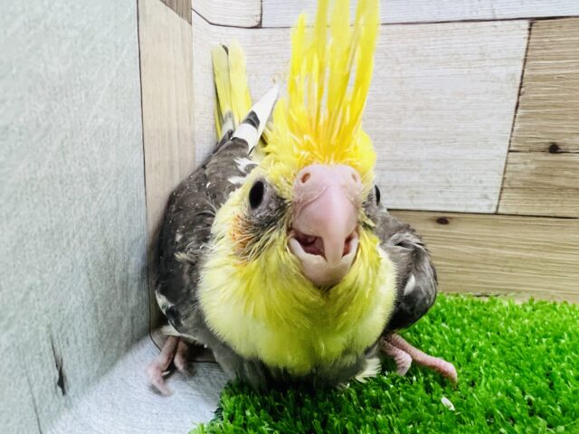 オカメインコ（パイド）の雛入舎です！