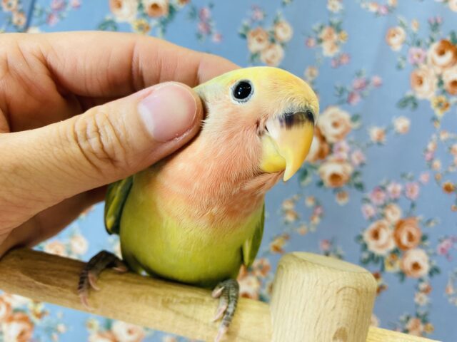 一際目立っちゃう💛手乗りコザクラインコ(タイガーチェリー)💛💚