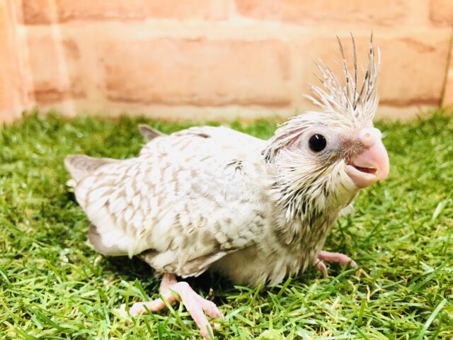 ほっぺが無いよー　オカメインコ　WFシナモンパール　Ｒ５　３／２３撮影