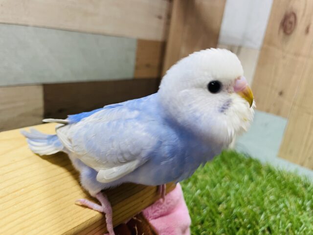 最新画像有り☆照れ屋で甘えん坊なヒナさん！セキセイインコのスパングル！