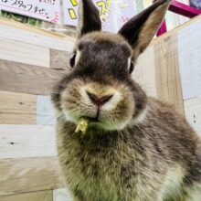 美味しそうなチョコレートカラー♪ネザーランドドワーフ男の子☆