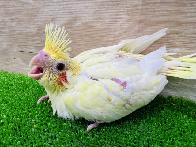 宝石の様なルチノーパール♡オカメインコのヒナ