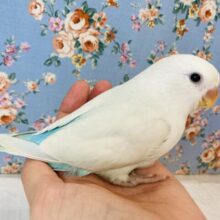 ルックスも性格も満点です❤︎手乗りコザクラインコ(パリッドターコイズ)