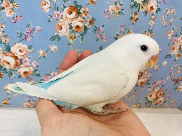 ルックスも性格も満点です❤︎手乗りコザクラインコ(パリッドターコイズ)