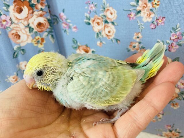 明るいお色にうっとり💚セキセイインコ(レインボー)