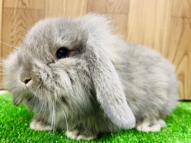 おっと〜りマイペースな子🫧ライオンロップイヤーラビット