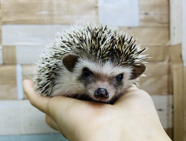 つぶらな瞳が可愛らしい♡ハリネズミ女の子！