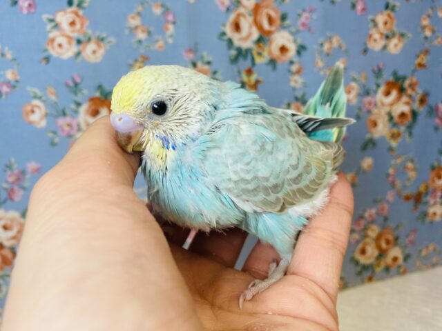 と〜っても綺麗な明るめカラー💙手乗りセキセイインコ(レインボー)💙💛
