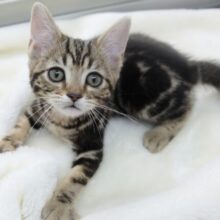 甘々あまえんぼ♡MIX猫（父スコティッシュ×母ベンガル）2023年1月24日日生まれ　男の子