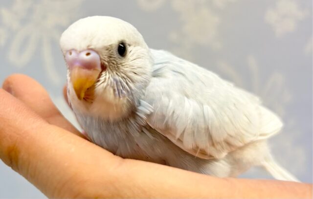 淡い水色💙セキセイインコ(スパングル)2023年3月生まれ