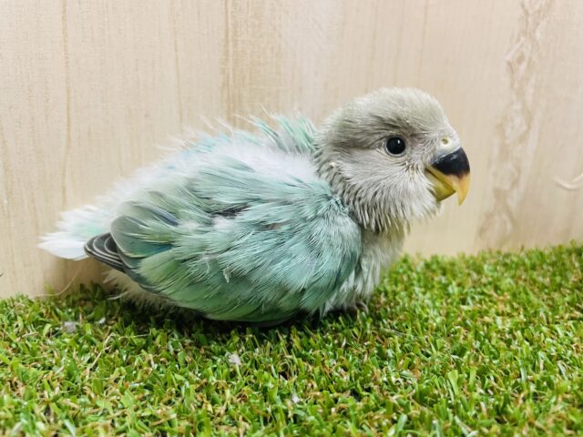 最新画像になりますよ‼️淡めグリーンがステキな小桜インコさん来ました〜