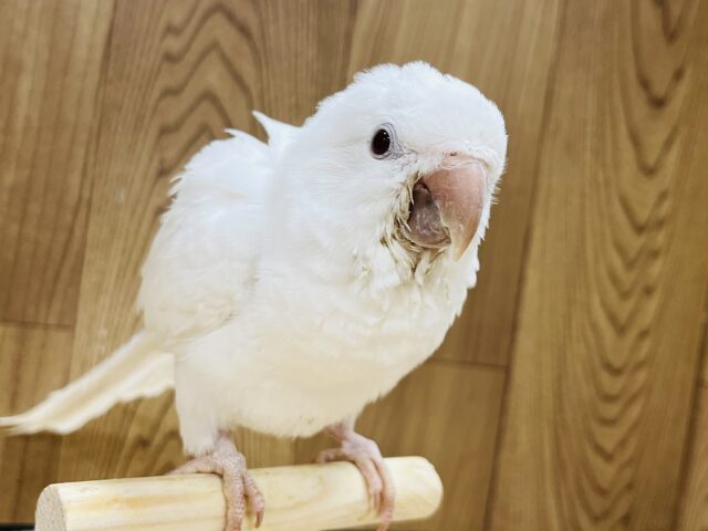 【動画更新🪄とってもお利口さん☆】天使みたい♡かわいすぎるオキナインコ(アルビノ)ヒナ