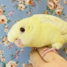 癒し溢れる💛クリーム色の大天使💛🕊サザナミインコさんです💛
