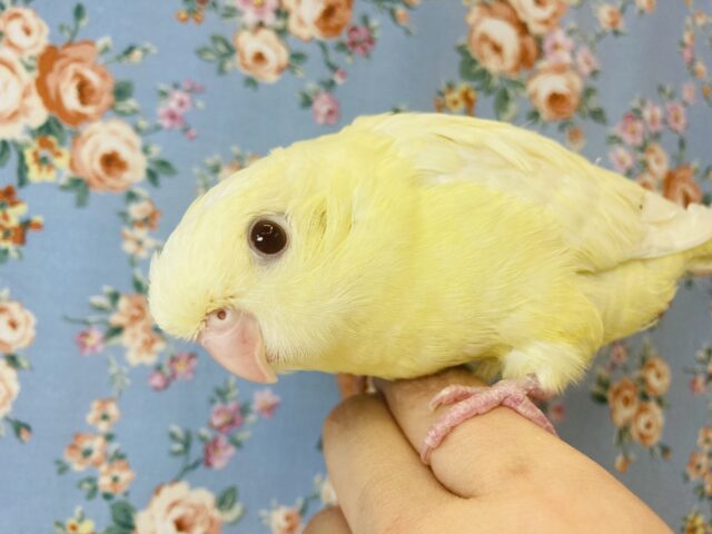 癒し溢れる💛クリーム色の大天使💛🕊サザナミインコさんです💛