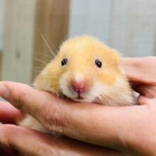 劇レア☆長毛ゴールデンハムスター！