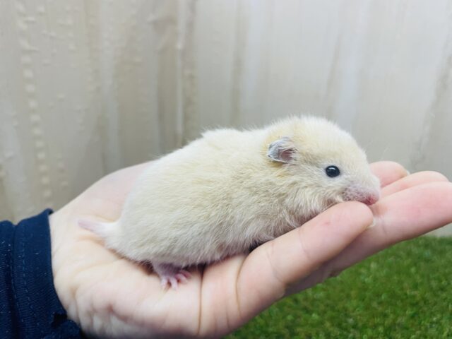 おチビのキンクマさん！！　キンクマハムスター　男の子