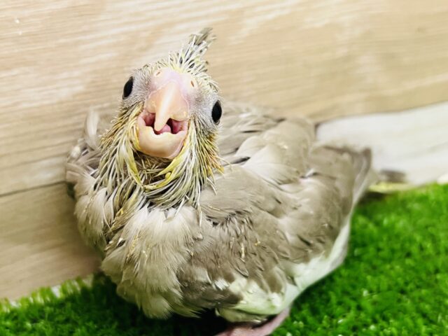 ニコニコ♪キュートなシナモンオカメインコ♡