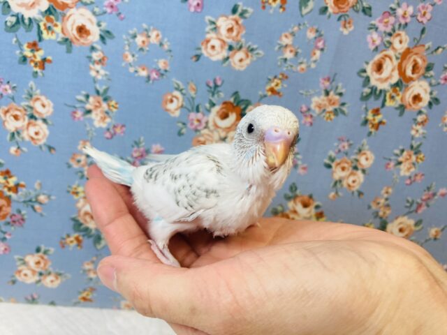 元気いっぱい♫人気のセキセイインコさんです🤍