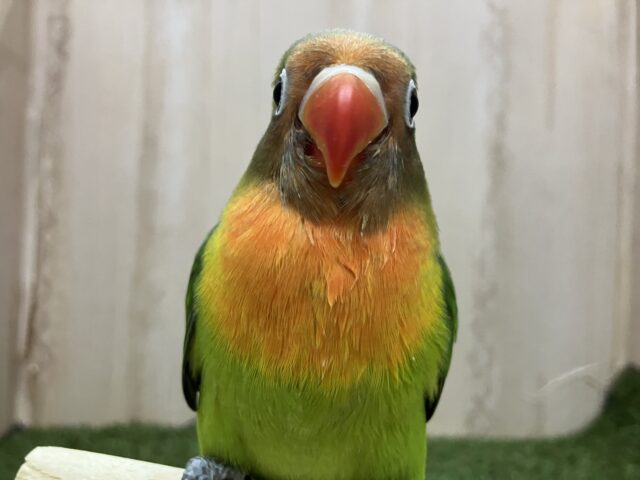 最新画像になりますよ‼️激かわ💓久しぶりのルリコシさんです✨　ルリコシボタンインコ