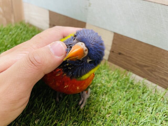 最新画像あります☆色鮮やかな甘えん坊さん♪ゴシキセイガイインコ！