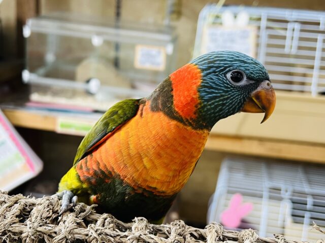 最新動画更新❤愛が重いんです♡レアカラー！派手かわ♡オリーブカラーのゴシキセイガイインコ