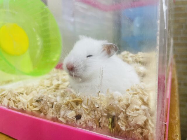 最新画像になりますよ‼️ふわふわワタアメ〜☁️ 長毛ハムスター　ホワイト系　女の子