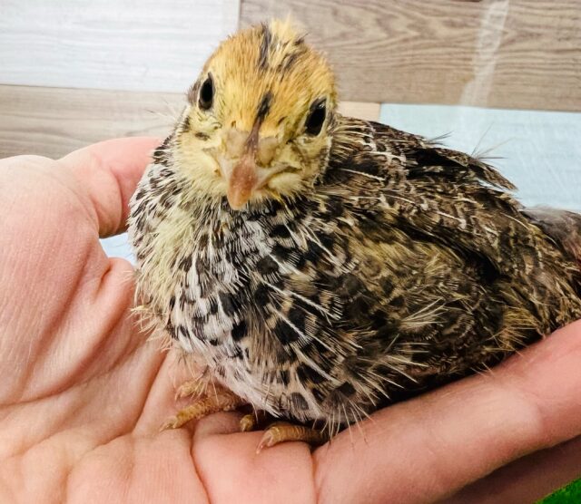 抱っこできちゃう♡ウズラのヒナちゃん！