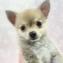 可愛すぎっ💛  ポメラニアン×チワワ（フォーン）女の子♪  2023年1月14日生まれ 入舎！